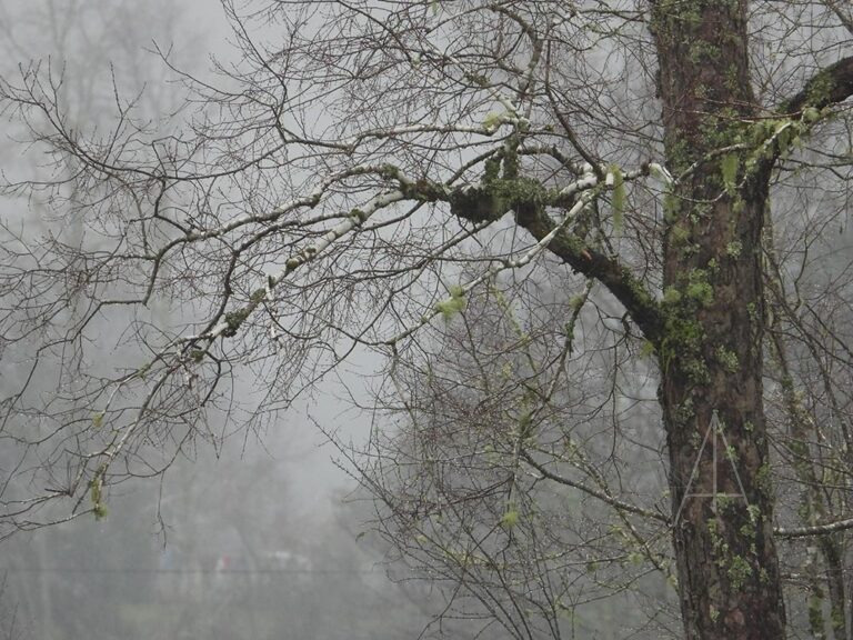 Arbol con musgo en bosque neblinoso